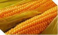 Yellow Corn Maize