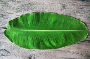 Banana Leaves