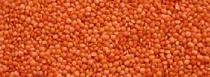 Masoor Dal