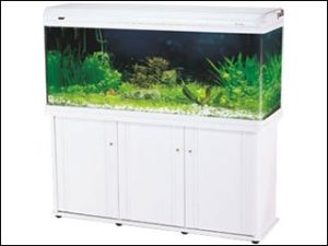 aquarium tank