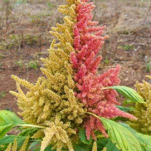 Amaranth Leaves