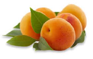 Fresh Apricot