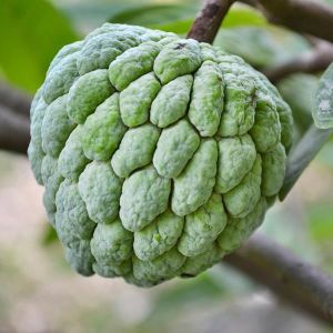 Fresh Custard Apple