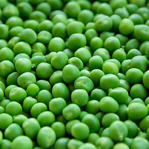 Fresh Green Peas