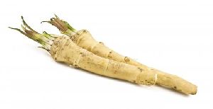 Horseradish Roots