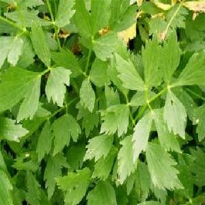 Lovage Leaves