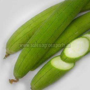 Fresh Smooth Gourd