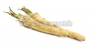 Horseradish Roots