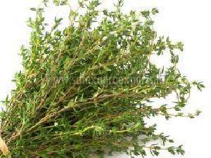 Thyme Leaves