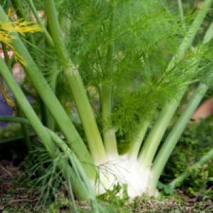 Fennel