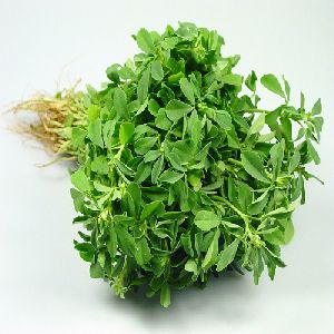 Fenugreek