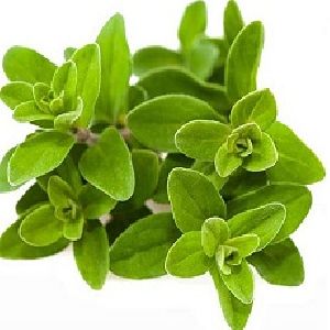 Marjoram