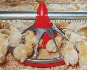 Poultry Feeder