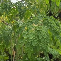 Moringa Dry Leaves