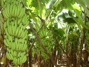 Banana Plant