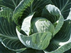 Cabbage Plant