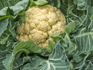 Cauliflower Plant