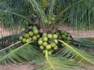 Coconut Plant