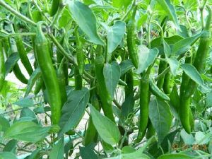 Green Chilli Plant