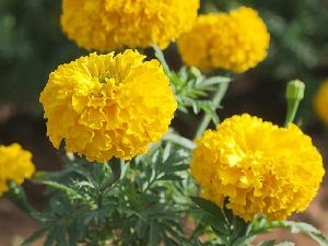 Marigold Plant