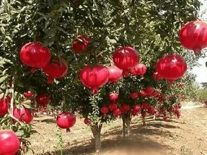 Pomegranate Plant