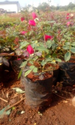 Kashmiri Rose Plant