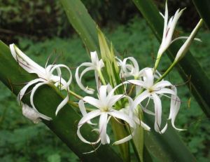 Spider Lily Plant