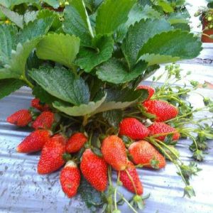 Winter Dawn Strawberry Plants