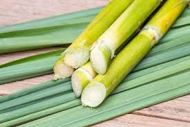 fresh sugarcane