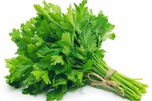 Fresh Coriander Leaves