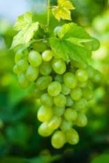 Fresh Grapes