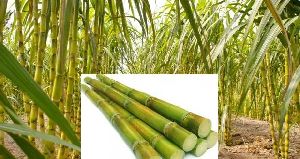 Sugarcane