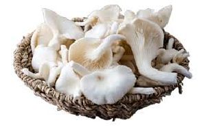 Fresh Oyster Mushroom