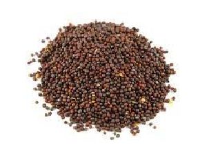 Mustard Seeds