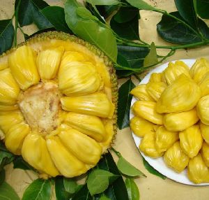 Fresh Jackfruit