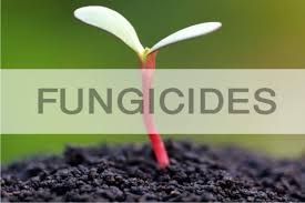 Fungicide Agro Chemical