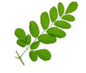 moringa fresh leaves