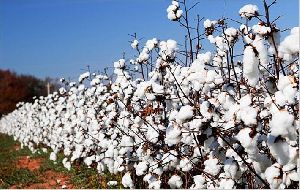Cotton Seed Plants