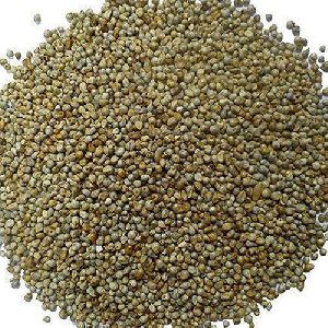 Bajra Seeds