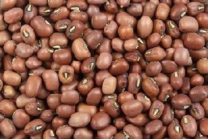 Brown Moth Beans