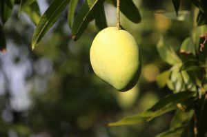 banganapalli mangoes