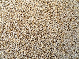 95/5% Natural Sesame Seeds