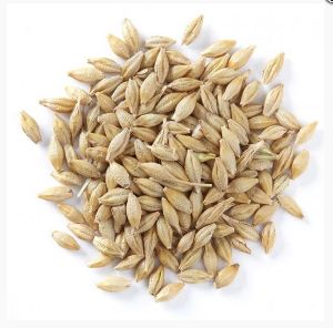 Barley Seeds