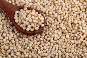 Jowar Seeds