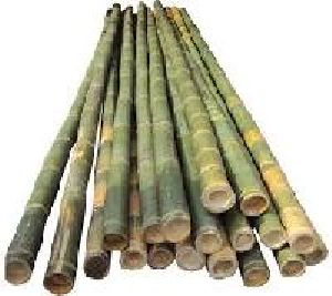 Bamboo Pole