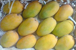 Fresh Kesar Mango