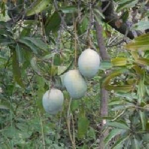 Fresh Kasa Mango