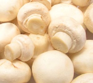 Fresh Mushroom