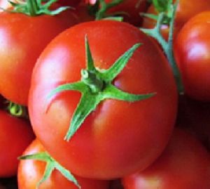 Fresh Tomato