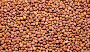 Cowpea Seeds